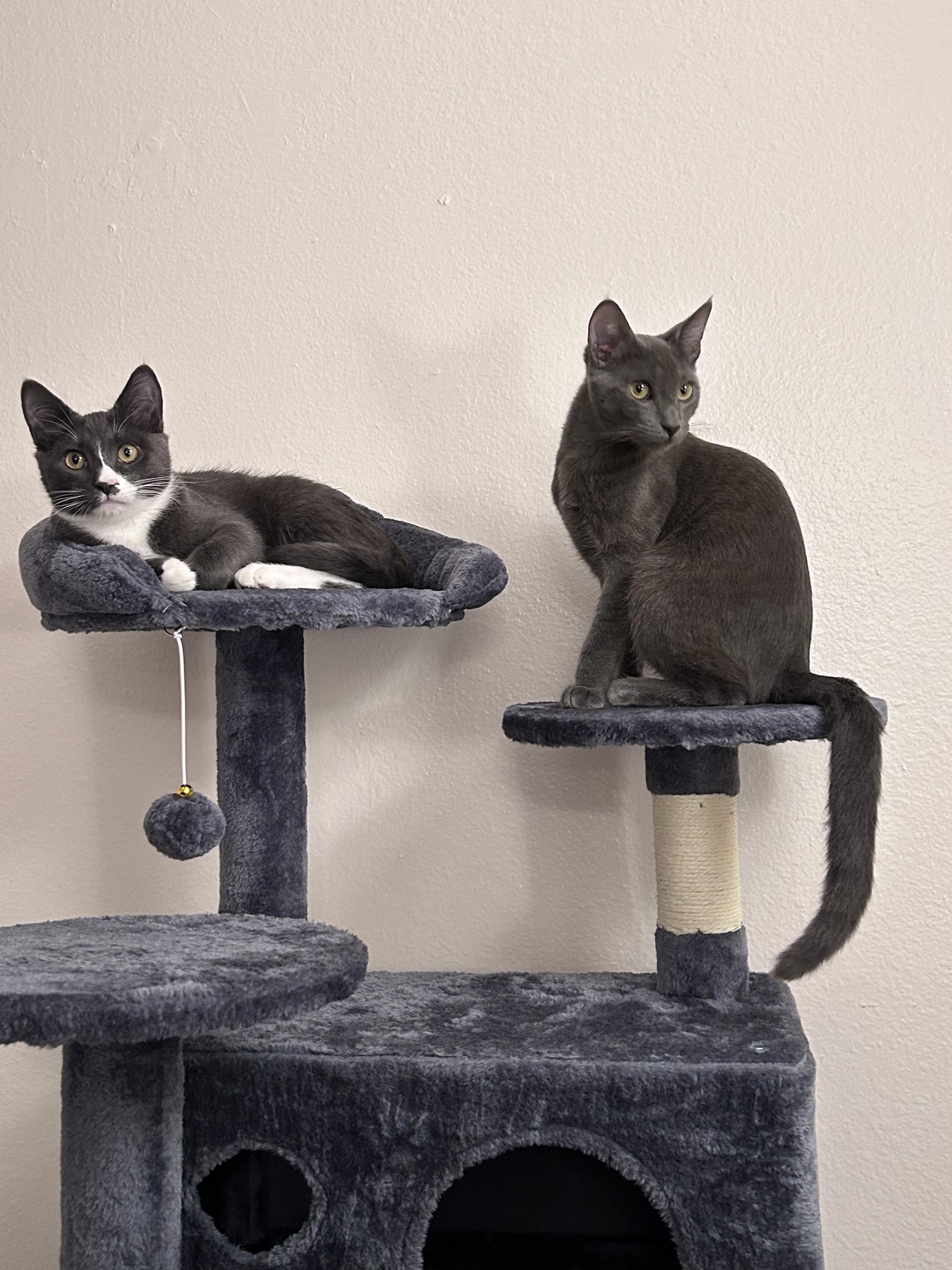 Enlarge Lune and Totoro (Bonded Pair), a ADOPTABLE Domestic Short Hair in Davis, CA image 3/6