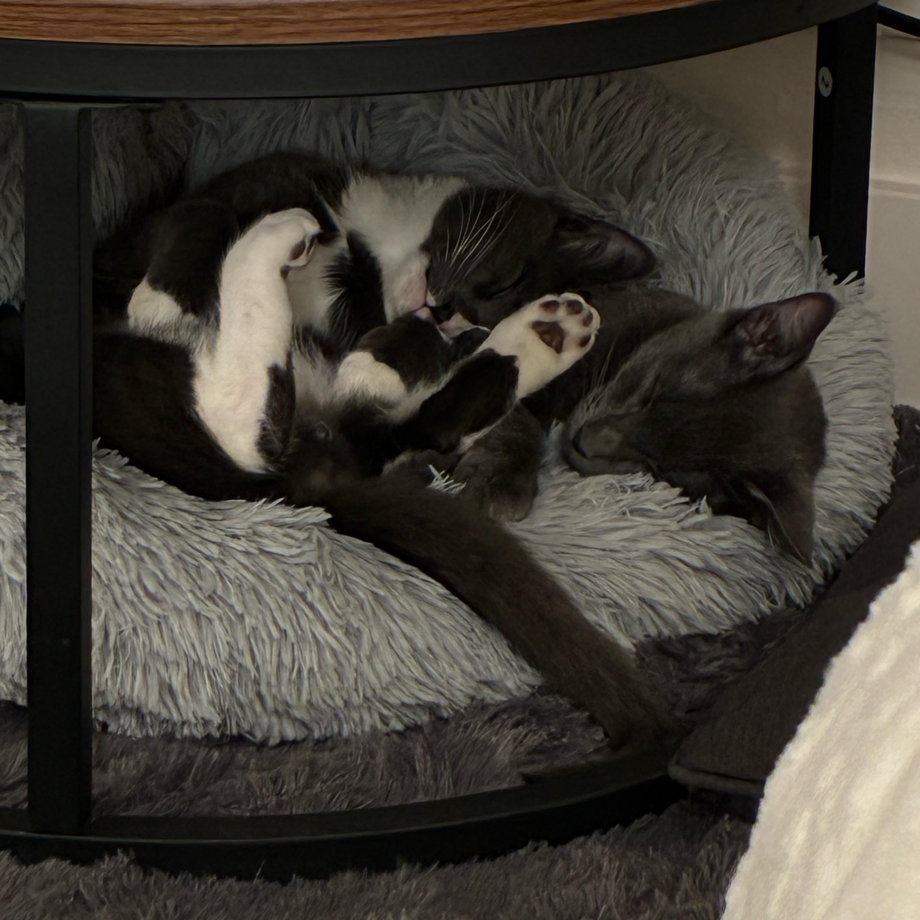 Enlarge Lune and Totoro (Bonded Pair), a ADOPTABLE Domestic Short Hair in Davis, CA image 6/6