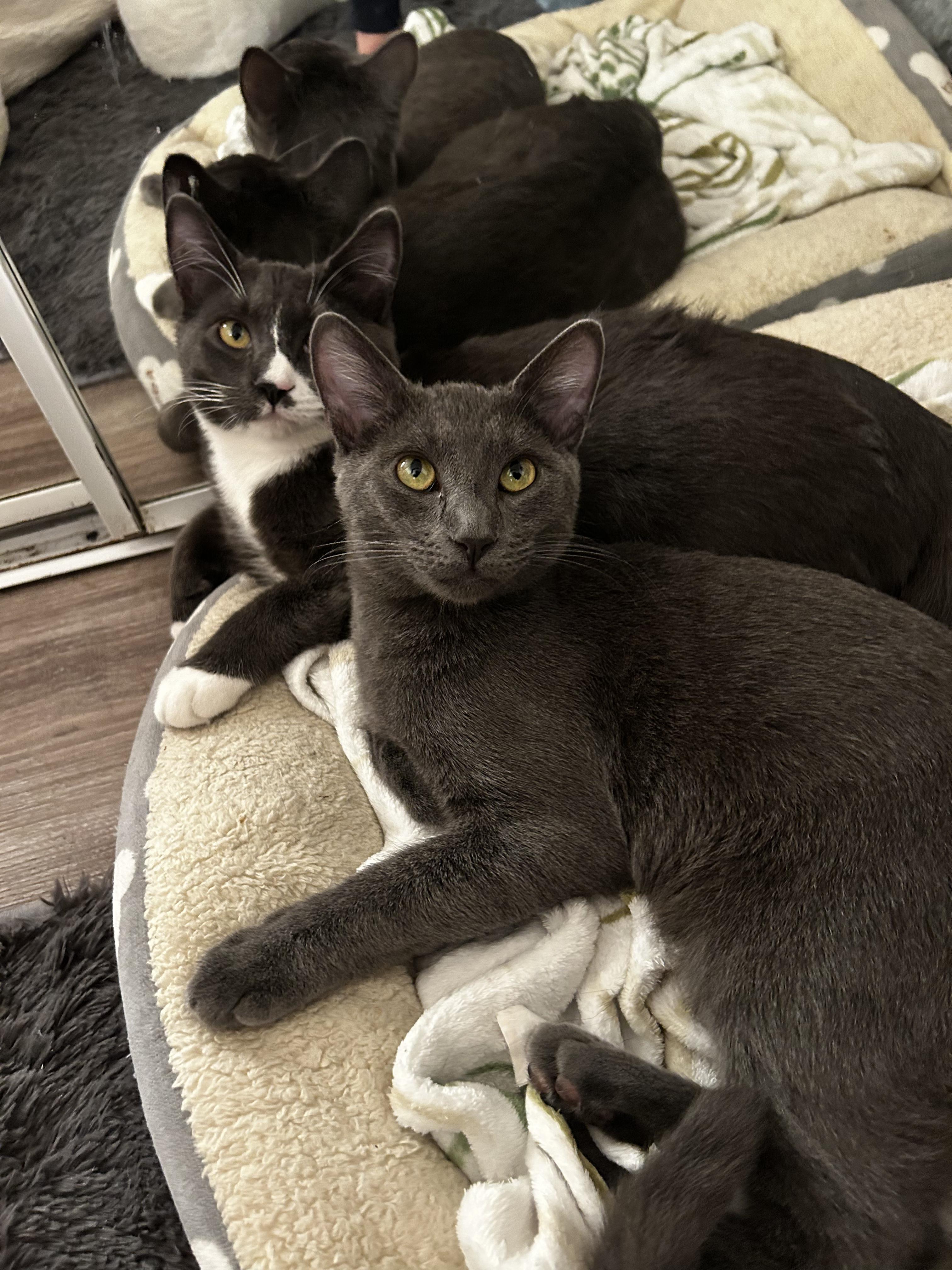 Enlarge Lune and Totoro (Bonded Pair), a ADOPTABLE Domestic Short Hair in Davis, CA image 5/6