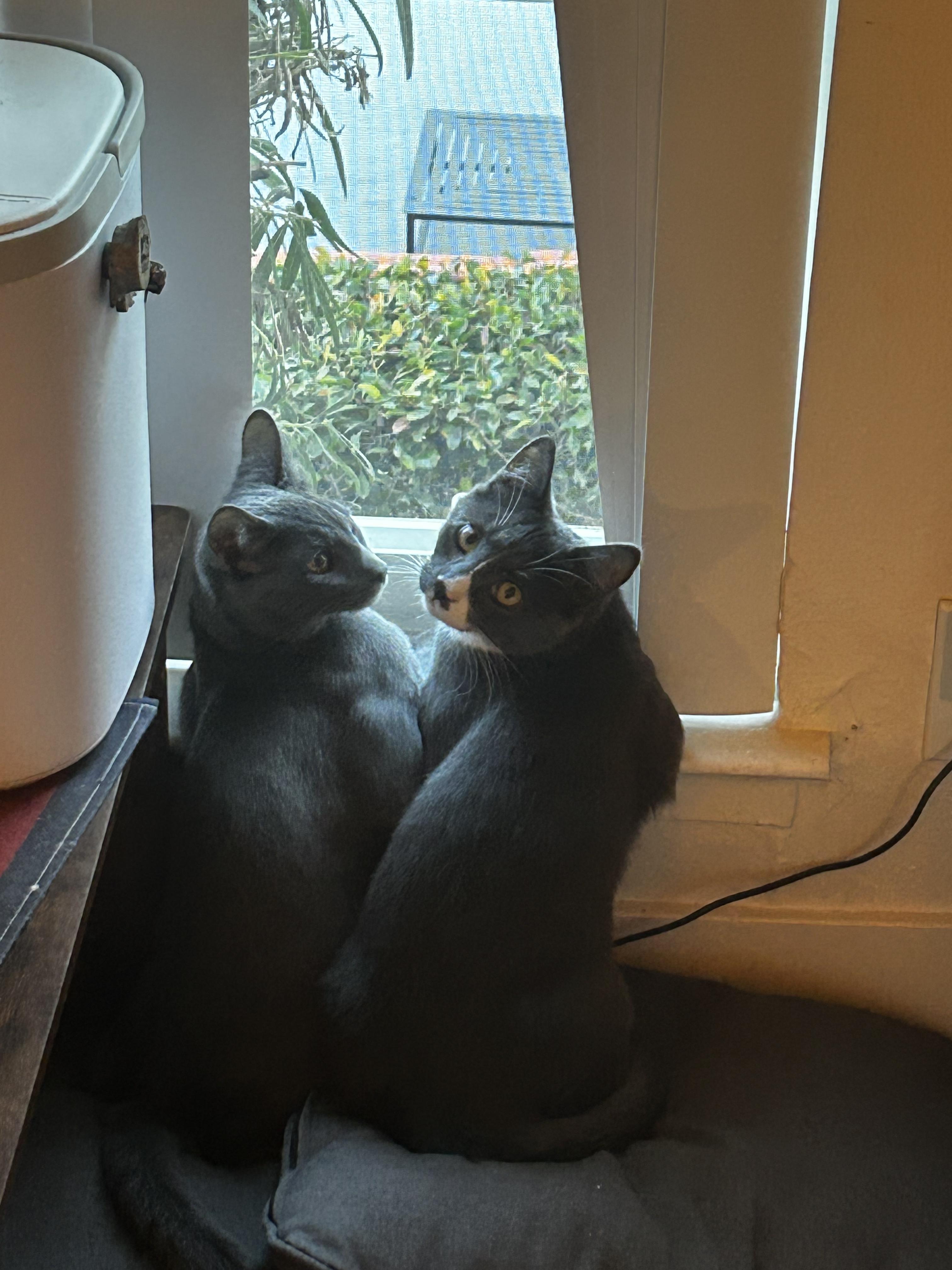 Enlarge Lune and Totoro (Bonded Pair), a ADOPTABLE Domestic Short Hair in Davis, CA image 4/6