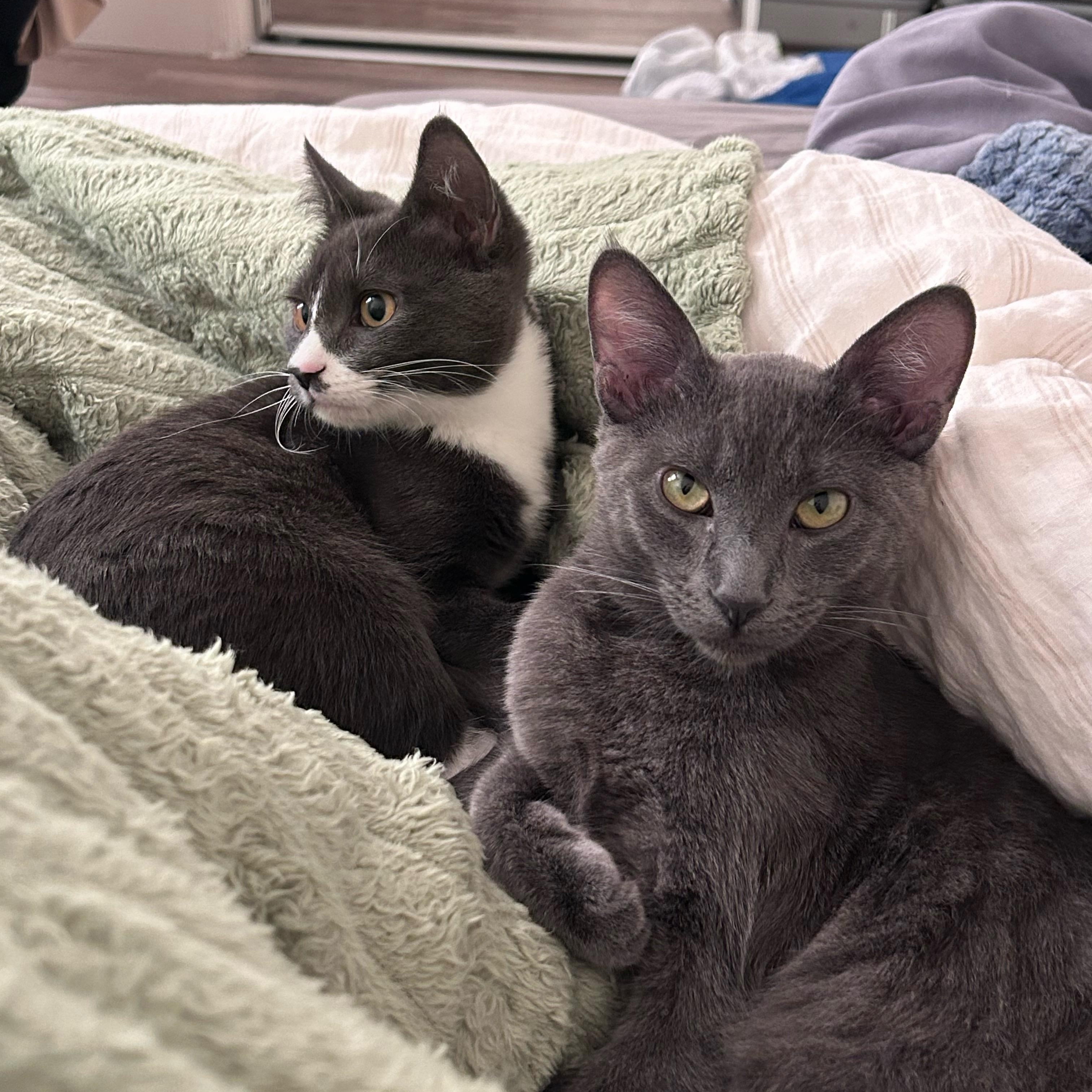 Lune and Totoro (Bonded Pair), ADOPTABLE, Kitten Male Domestic Short Hair.