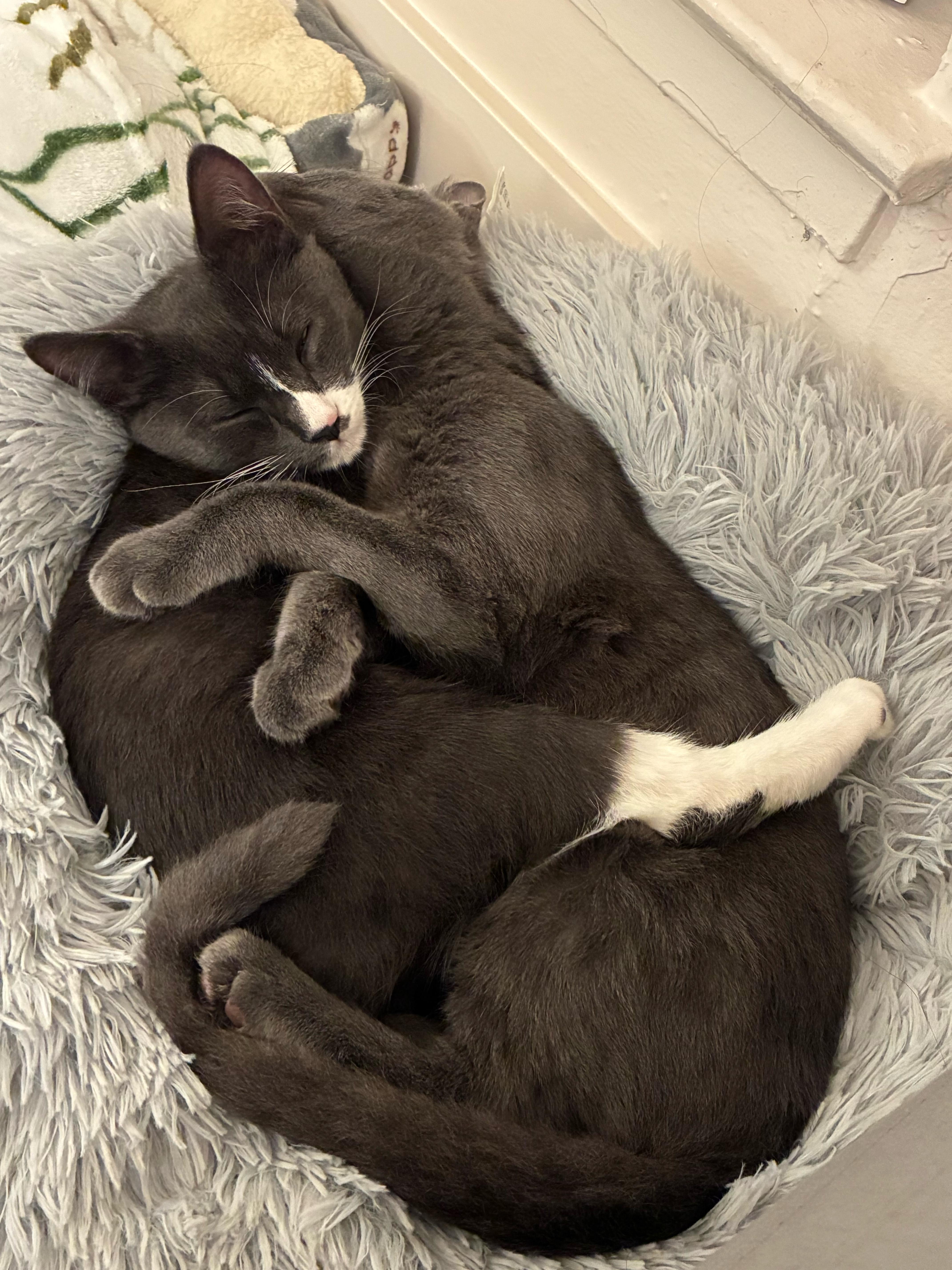 Enlarge Lune and Totoro (Bonded Pair), a ADOPTABLE Domestic Short Hair in Davis, CA image 2/6
