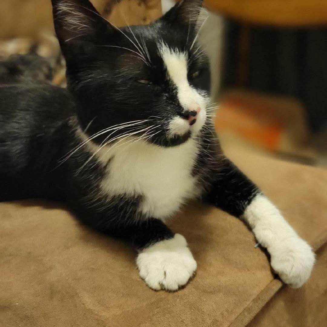 Enlarge Whimsey , a ADOPTABLE mixed breed in Gladstone, OR image 1/6