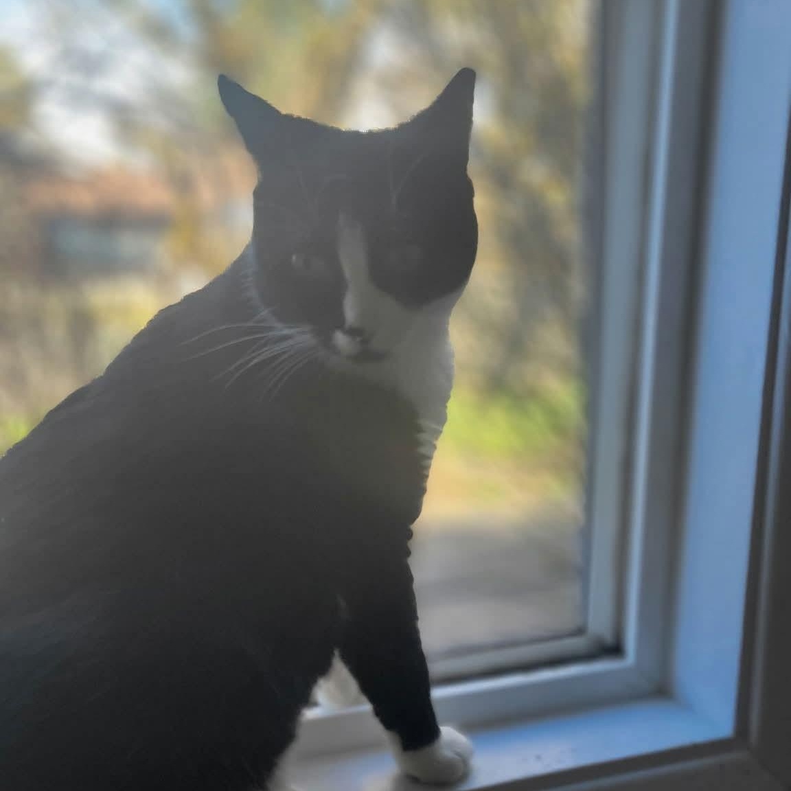 Enlarge Whimsey , a ADOPTABLE mixed breed in Gladstone, OR image 4/6