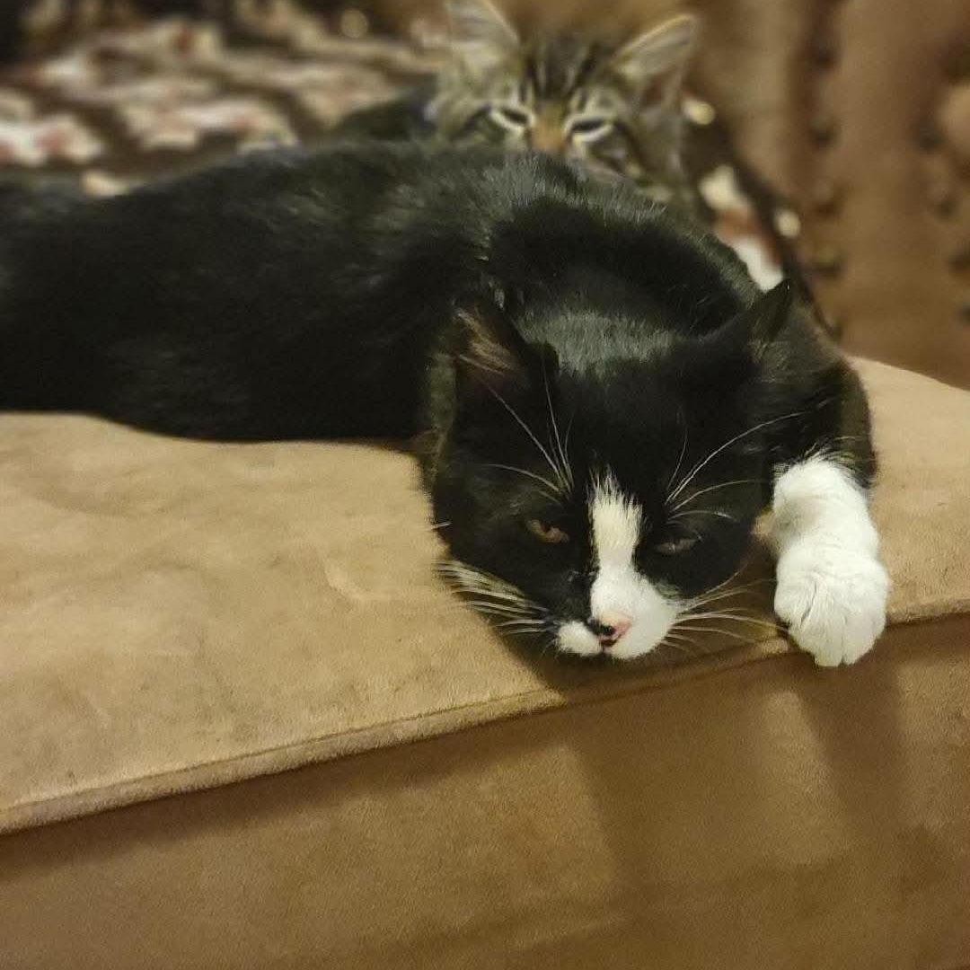 Enlarge Whimsey , a ADOPTABLE mixed breed in Gladstone, OR image 6/6