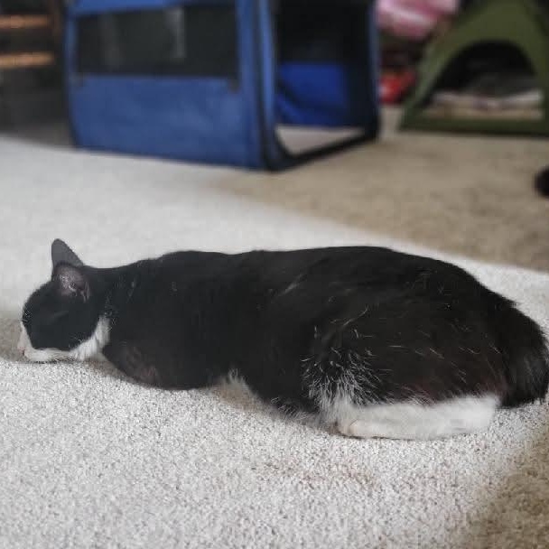 Enlarge Whimsey , a ADOPTABLE mixed breed in Gladstone, OR image 3/6