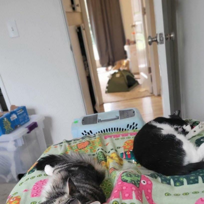 Enlarge Whimsey , a ADOPTABLE mixed breed in Gladstone, OR image 5/6