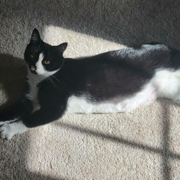 Enlarge Whimsey , a ADOPTABLE mixed breed in Gladstone, OR image 2/6