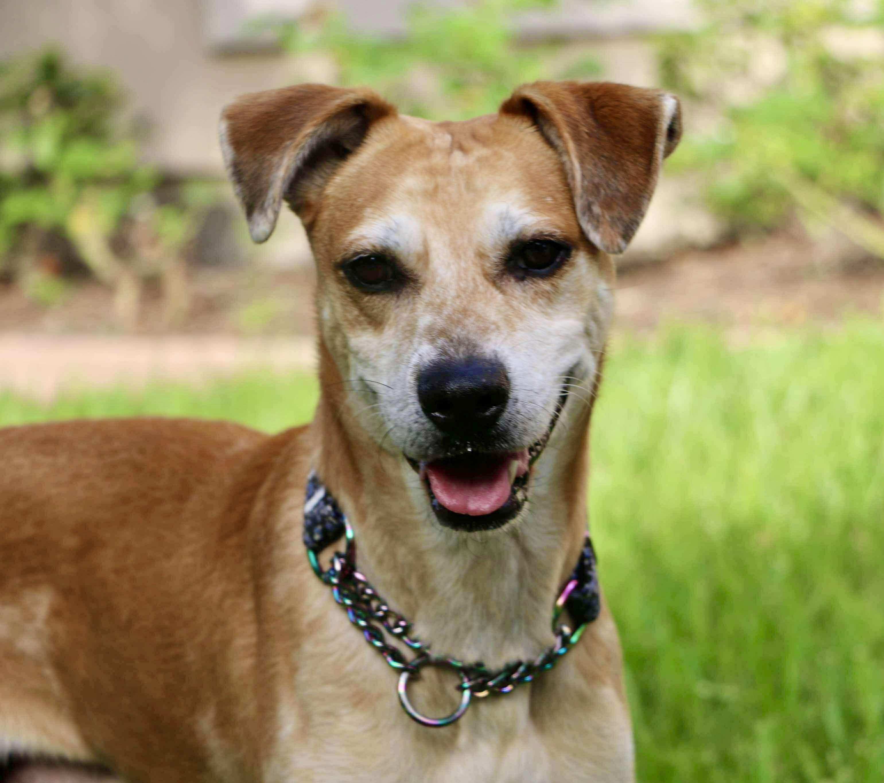 Enlarge Henry, a Adoptable mixed breed in Des Moines, IA image 2/5
