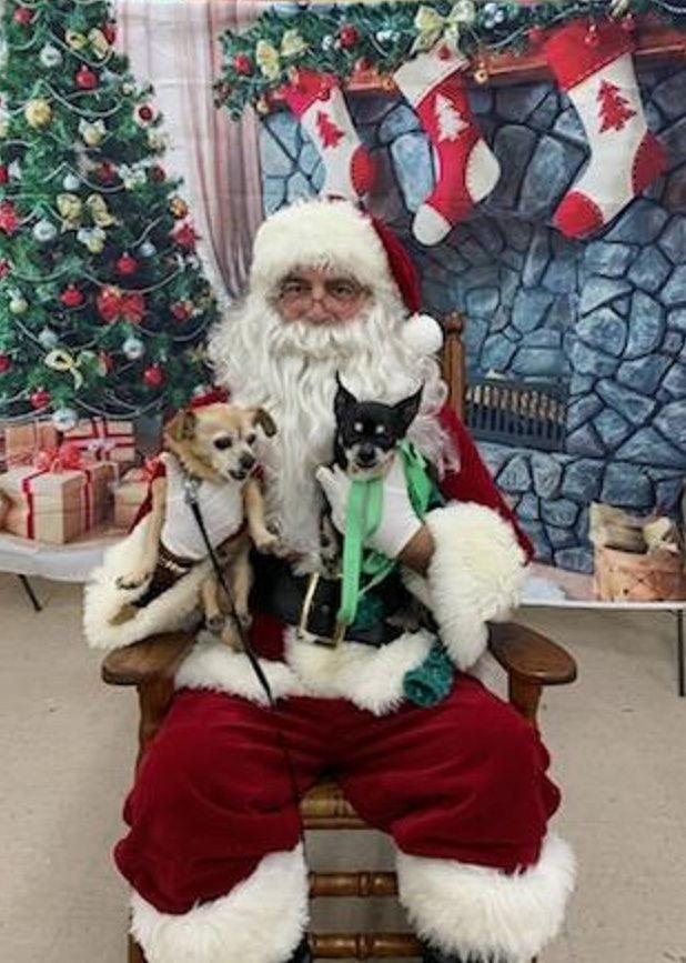 Enlarge **Brutus and Po (bonded pair), a Adoptable Chihuahua in Rootstown, OH image 1/3