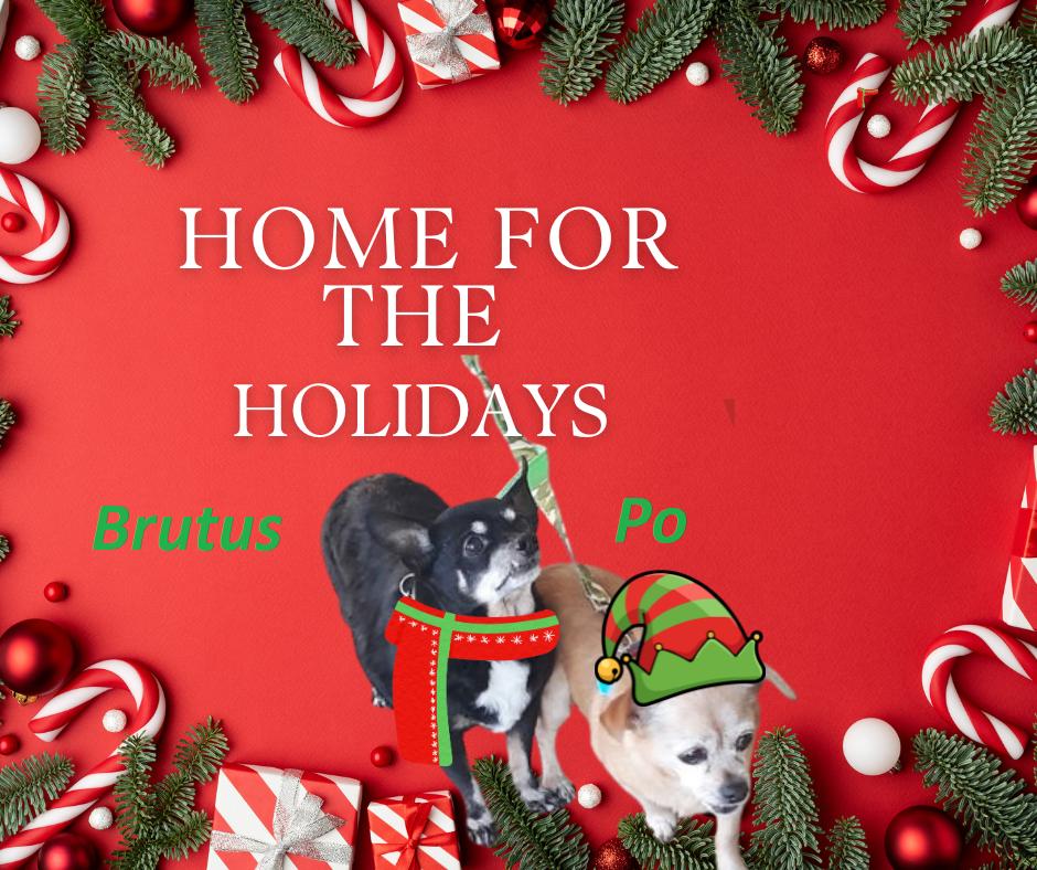 Enlarge **Brutus and Po (bonded pair), a Adoptable Chihuahua in Rootstown, OH image 2/3