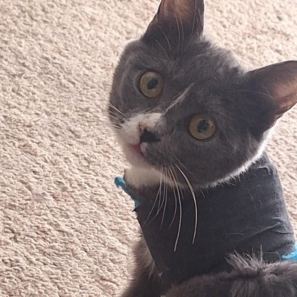 Ash, adopted, Kitten Male Domestic Short Hair.