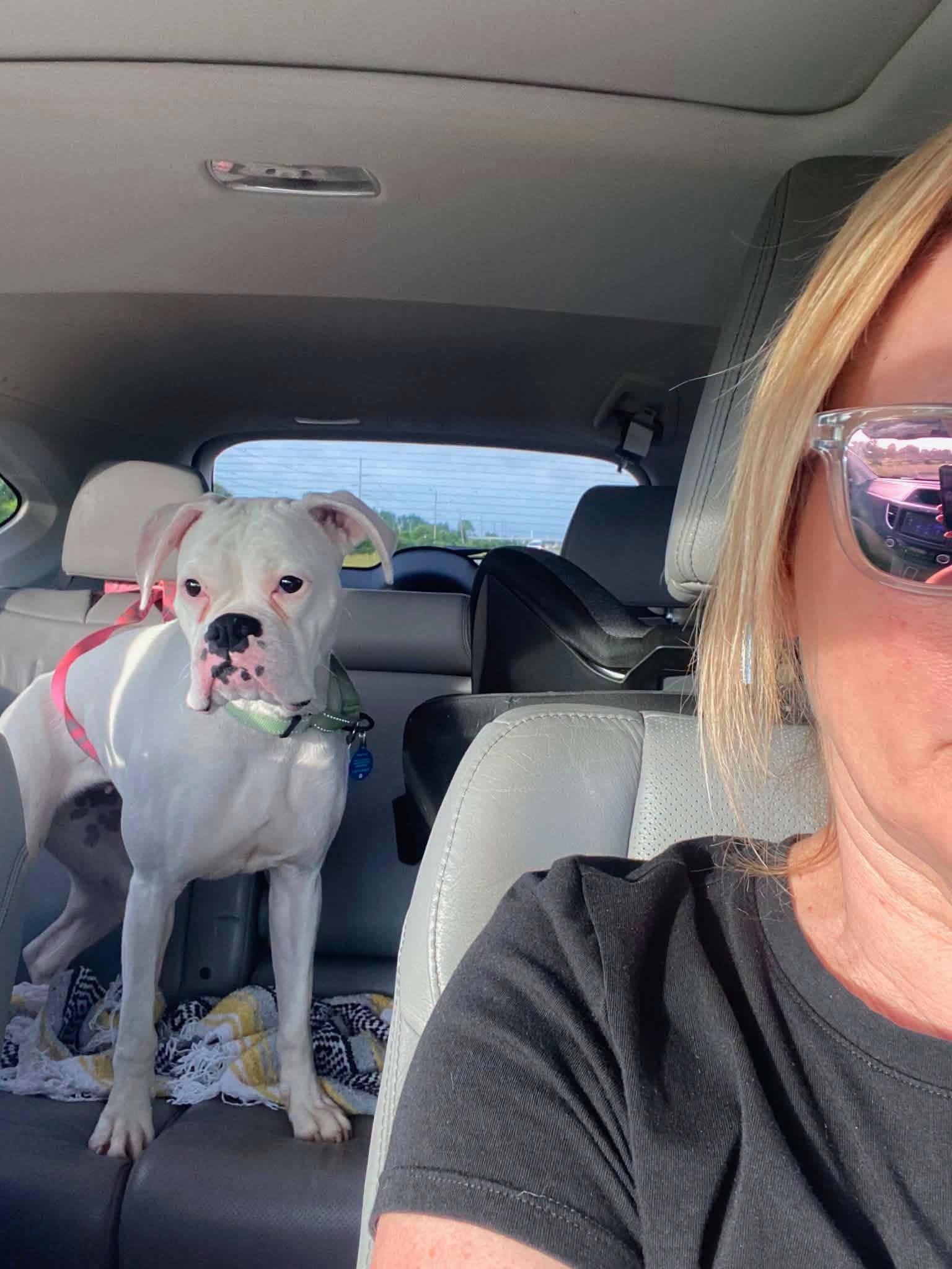 Daphne, Adopted, Adult Female Boxer.