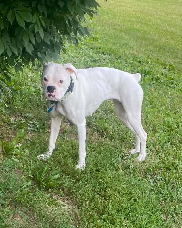 Enlarge Daphne, a Adopted Boxer in Monticello, NY image 2/2