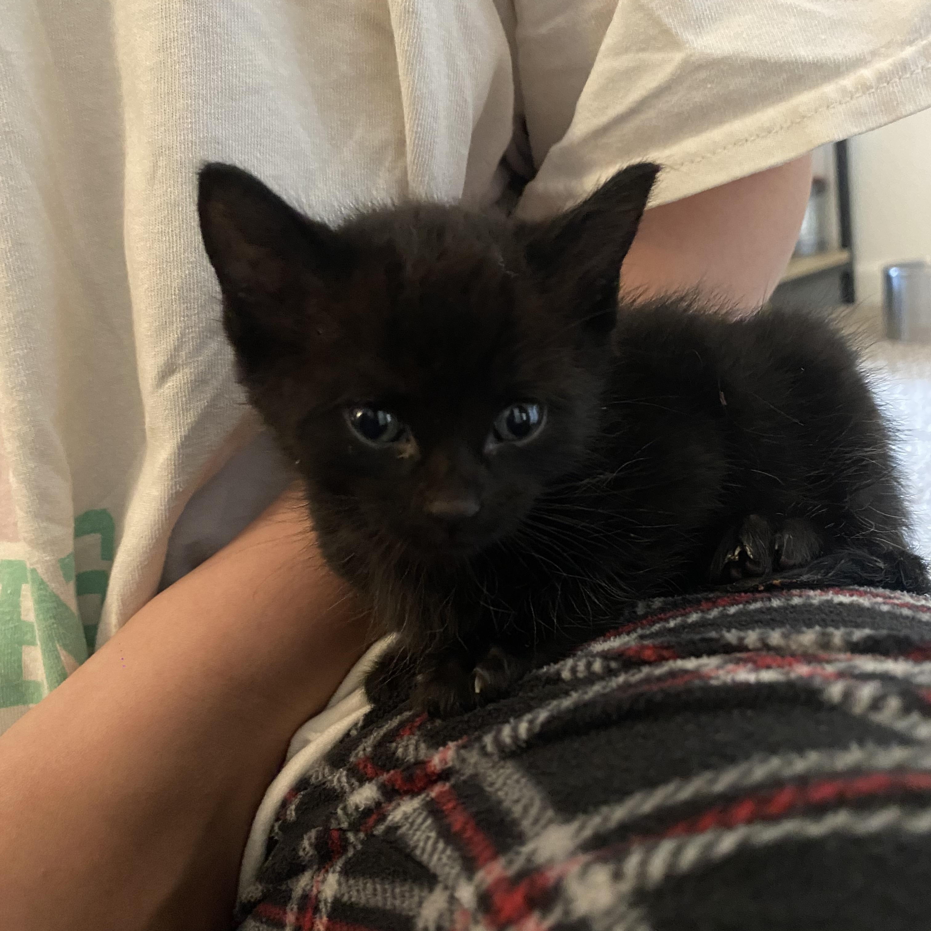 Soy sauce, a ADOPTABLE Domestic Short Hair in Penryn, CA image 2/3