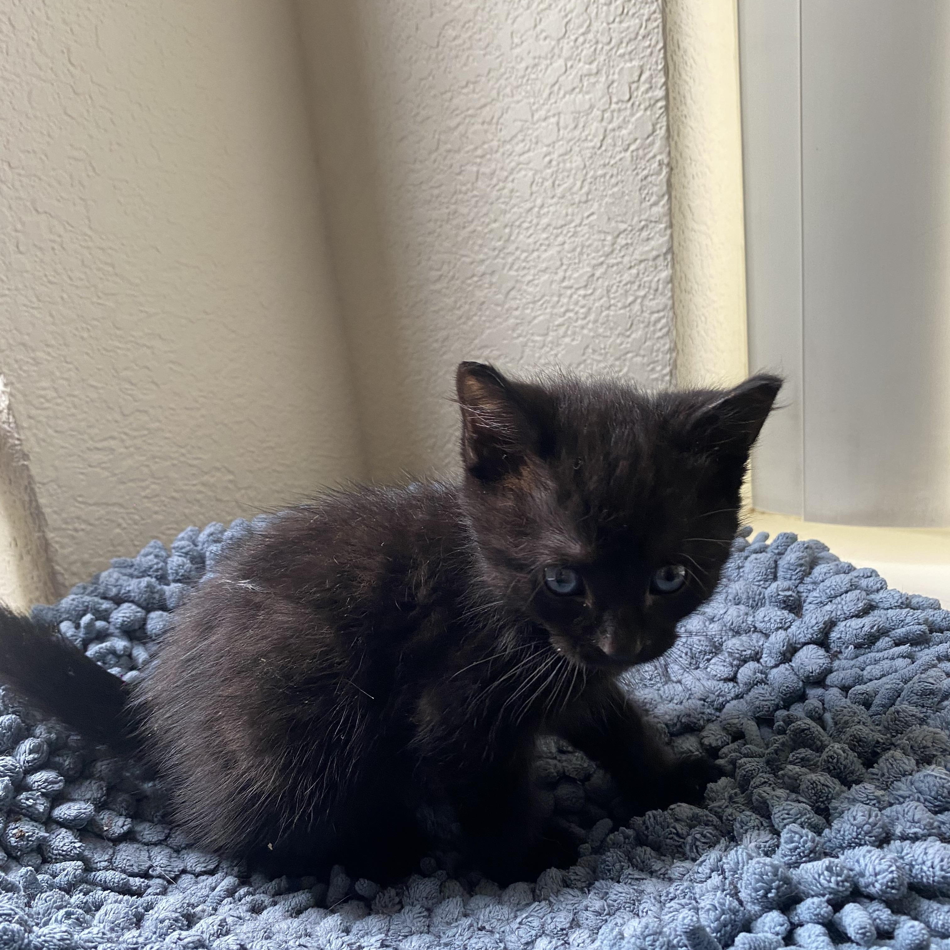 Soy sauce, a ADOPTABLE Domestic Short Hair in Penryn, CA image 3/3