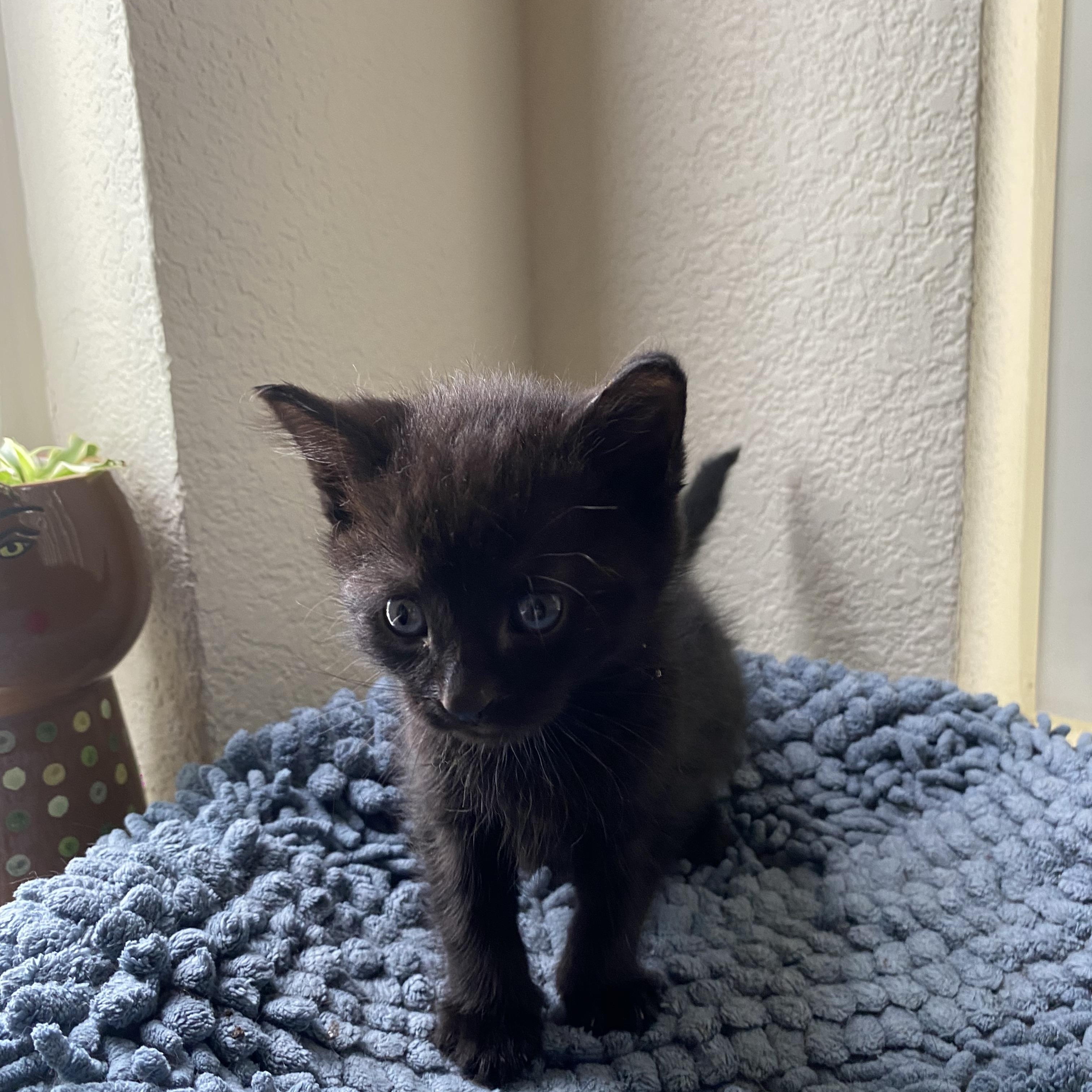 Soy sauce, ADOPTABLE, Kitten Male Domestic Short Hair.