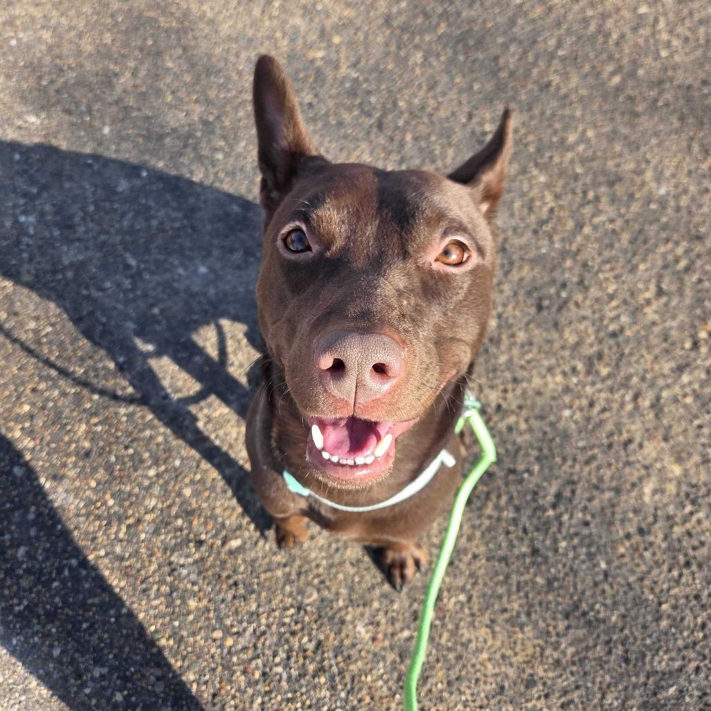 Porter, Adoptable, Adult Male American Staffordshire Terrier.