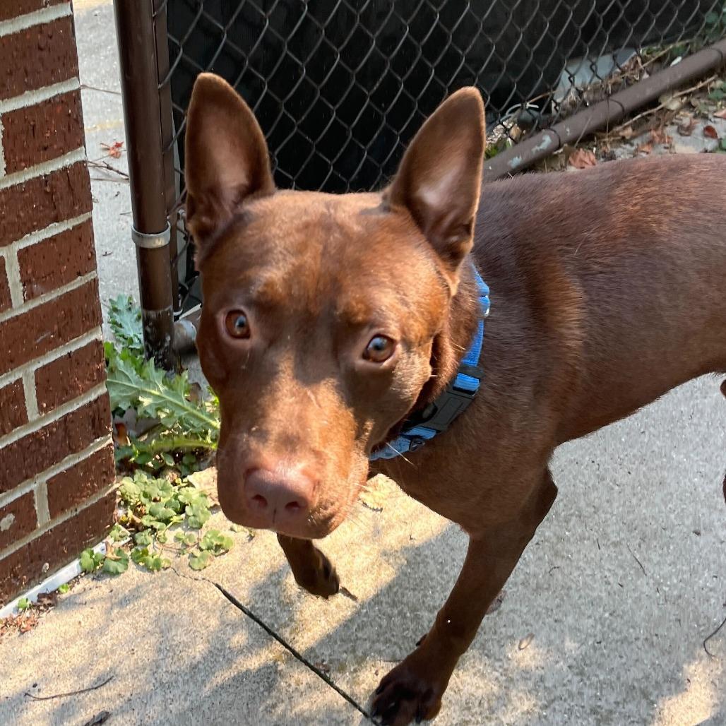 Enlarge Porter, a Adoptable American Staffordshire Terrier in Grand Rapids, MI image 2/6