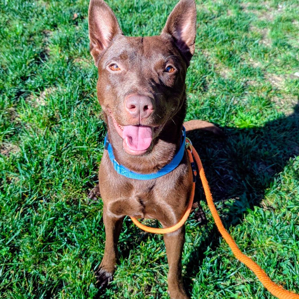 Enlarge Porter, a Adoptable American Staffordshire Terrier in Grand Rapids, MI image 3/6