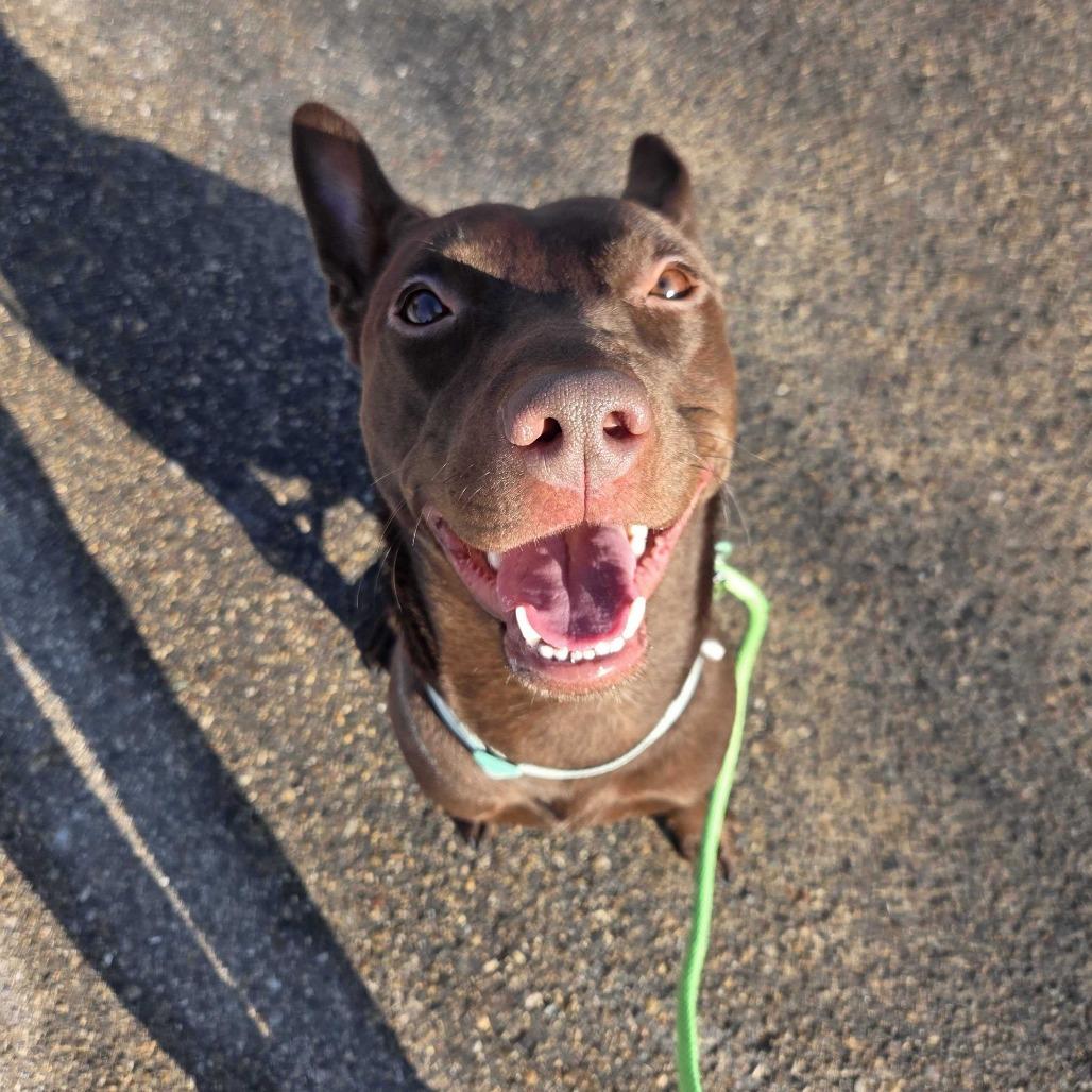 Enlarge Porter, a Adoptable American Staffordshire Terrier in Grand Rapids, MI image 2/6