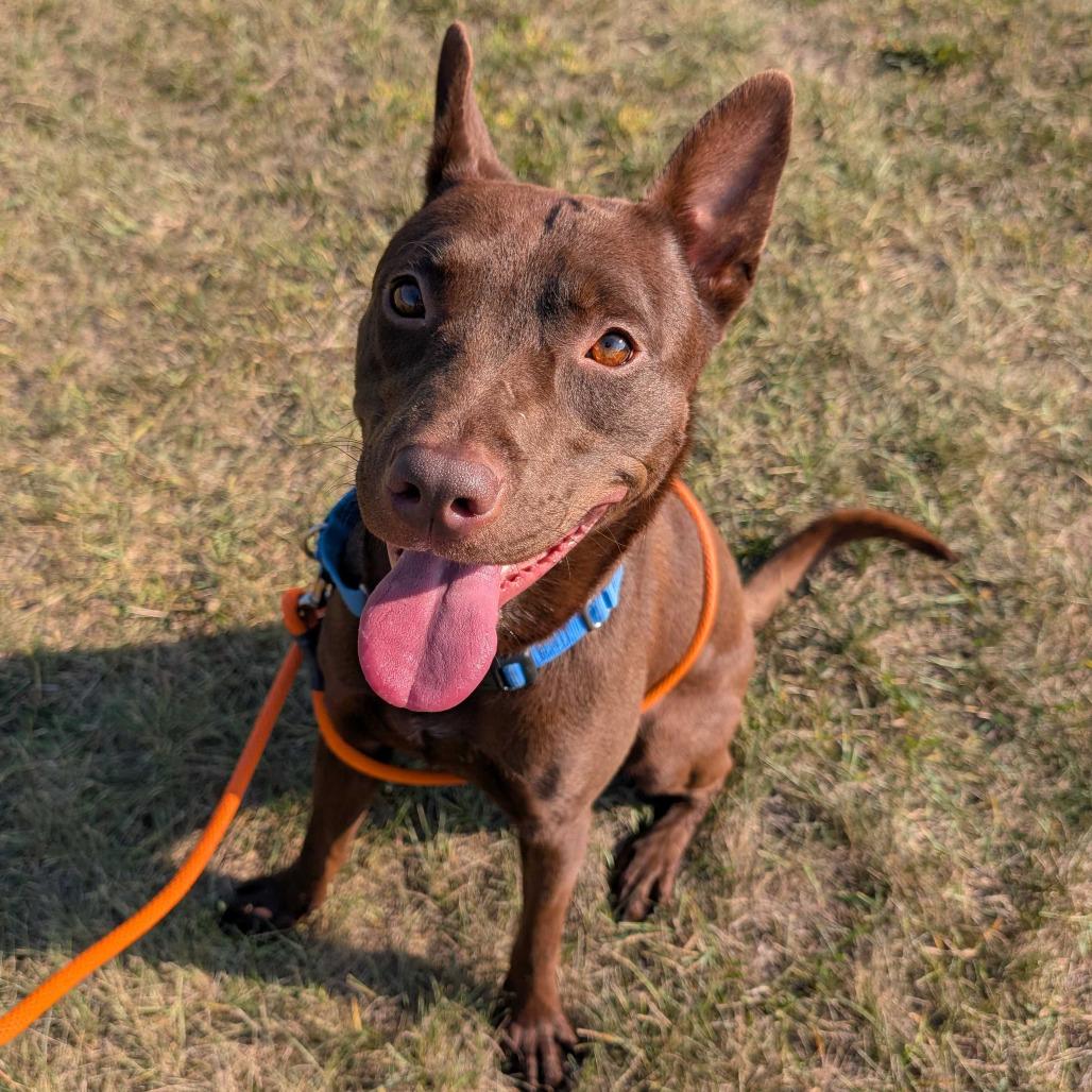 Enlarge Porter, a Adoptable American Staffordshire Terrier in Grand Rapids, MI image 4/6
