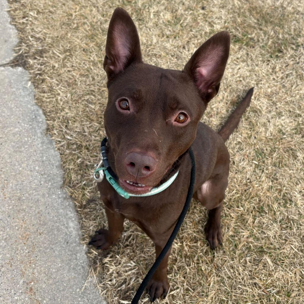 Enlarge Porter, a Adoptable American Staffordshire Terrier in Grand Rapids, MI image 5/6