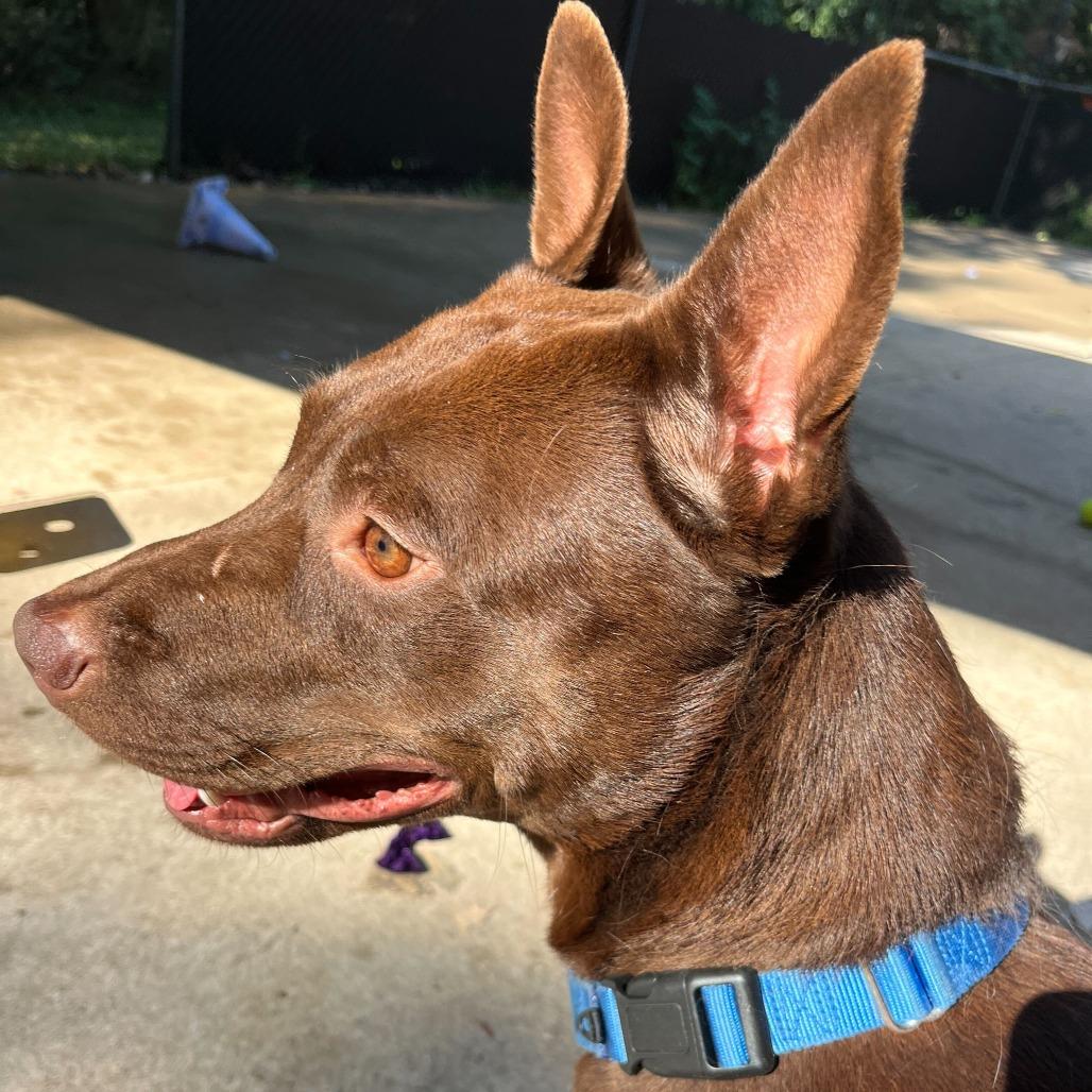 Enlarge Porter, a Adoptable American Staffordshire Terrier in Grand Rapids, MI image 6/6