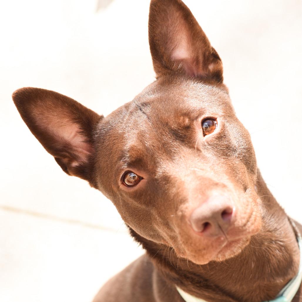 Enlarge Porter, a Adoptable American Staffordshire Terrier in Grand Rapids, MI image 6/6