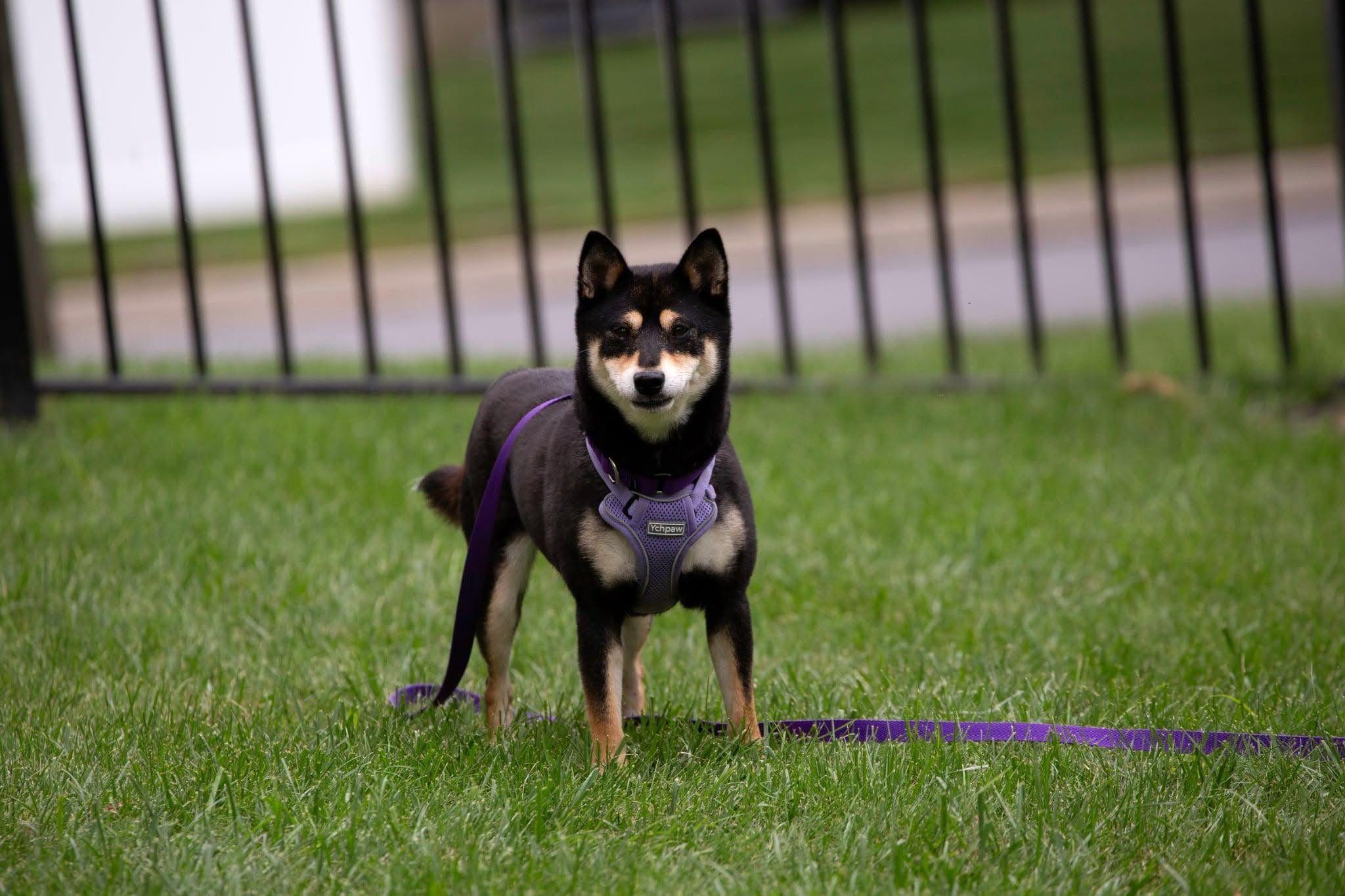 Enlarge Ava, a Adoptable Shiba Inu in Toms River, NJ image 2/6