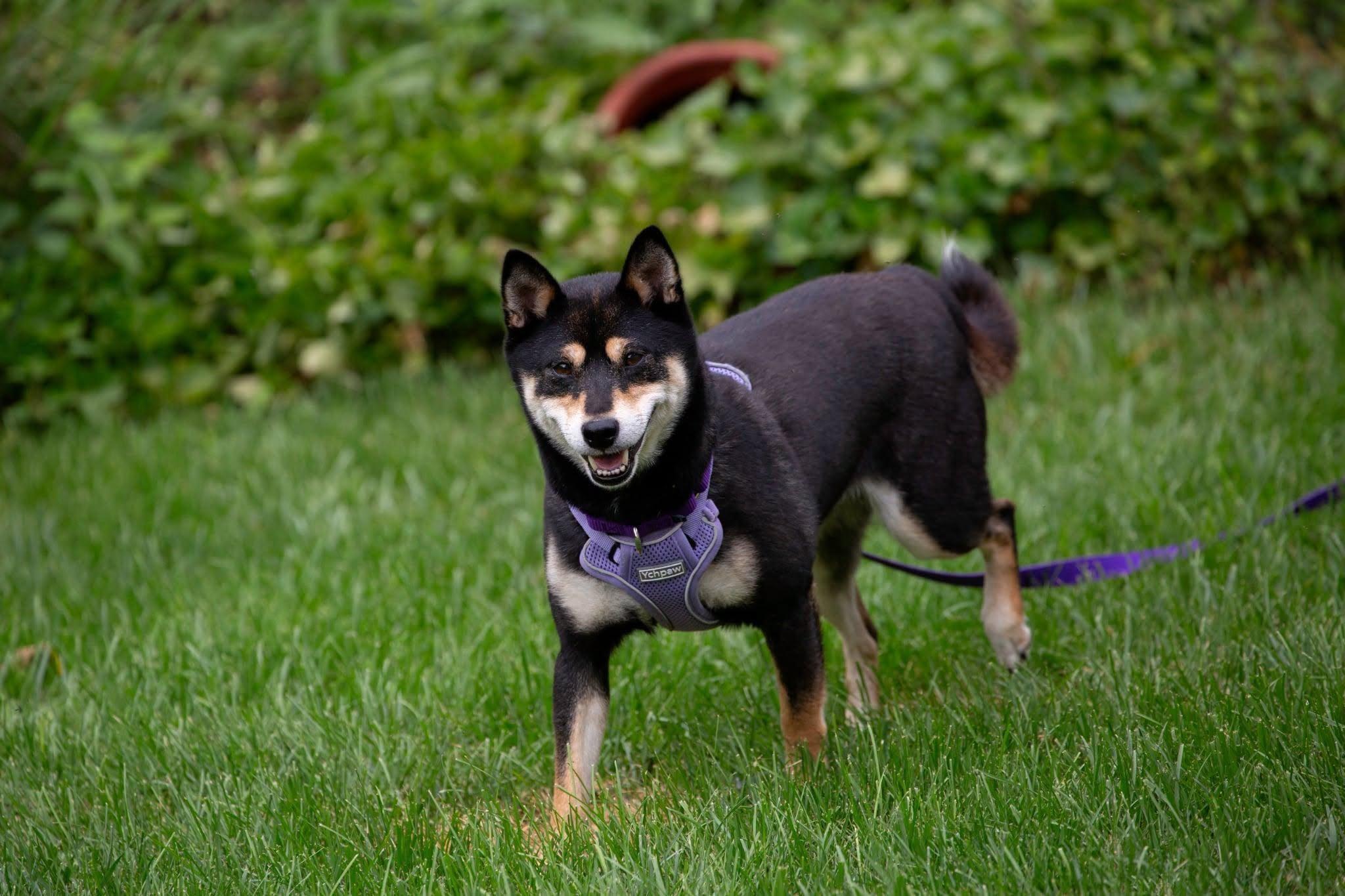 Enlarge Ava, a Adoptable Shiba Inu in Toms River, NJ image 3/6