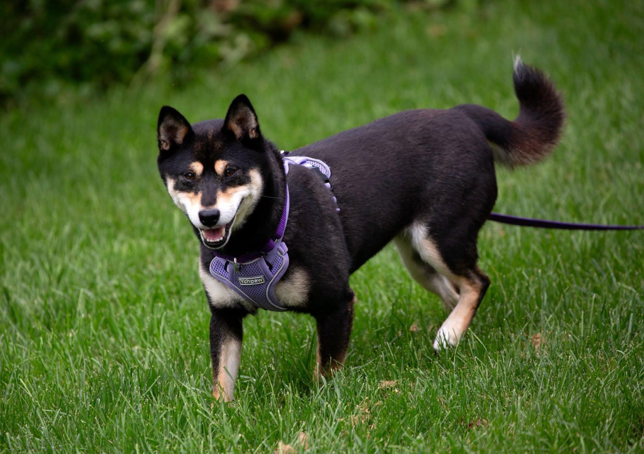 Enlarge Ava, a Adoptable Shiba Inu in Toms River, NJ image 4/6