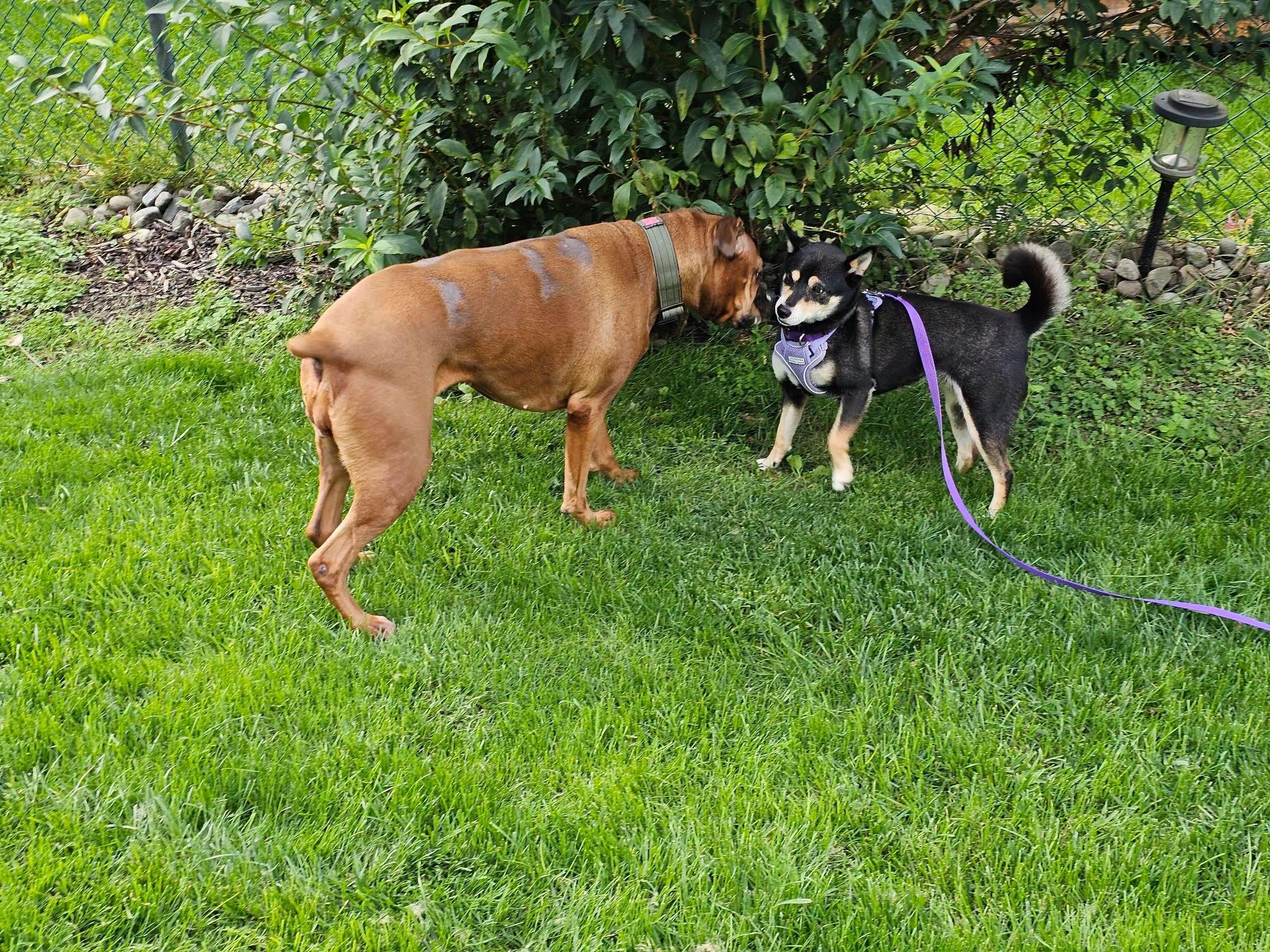 Enlarge Ava, a Adoptable Shiba Inu in Toms River, NJ image 5/6