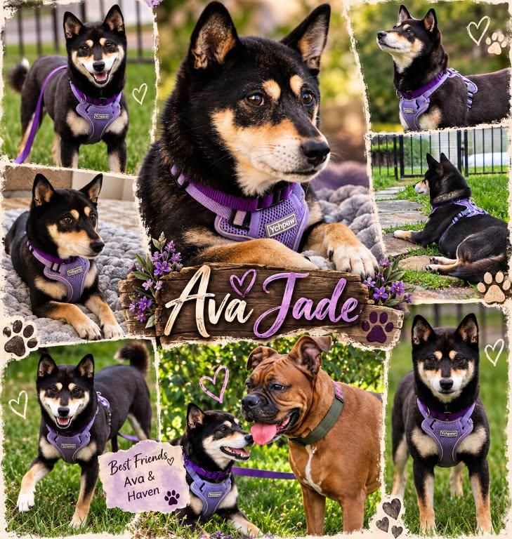 Enlarge Ava, a Adoptable Shiba Inu in Toms River, NJ image 1/6
