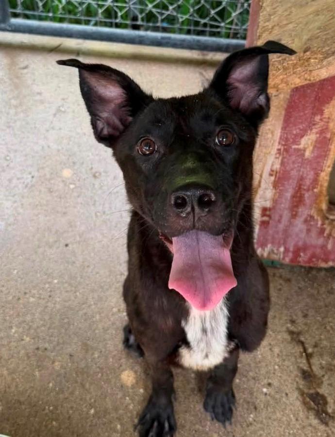 Lucy, Adoptable, Young Female Labrador Retriever.