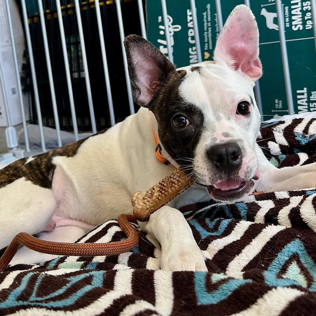 Balto, a Adoptable mixed breed in Richmond, VA image 2/6