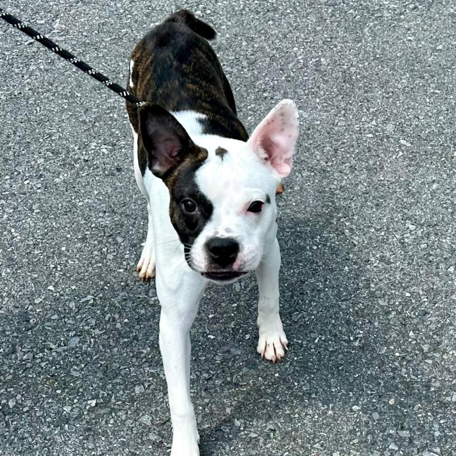 Balto, a Adoptable mixed breed in Richmond, VA image 5/6