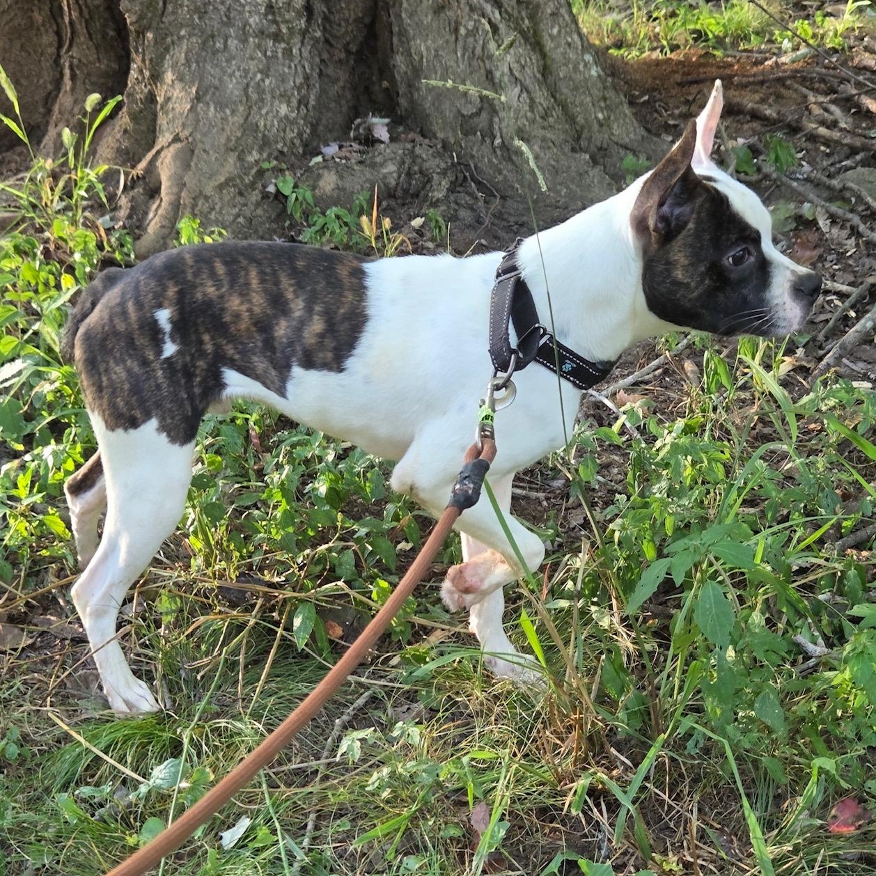 Balto, a Adoptable mixed breed in Richmond, VA image 6/6