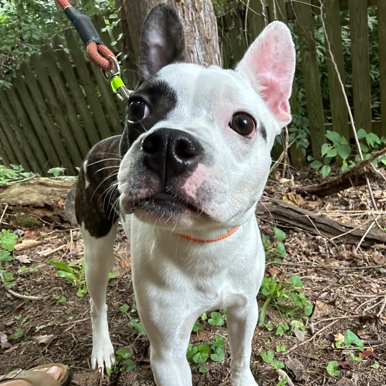 Balto, a Adoptable mixed breed in Richmond, VA image 3/6