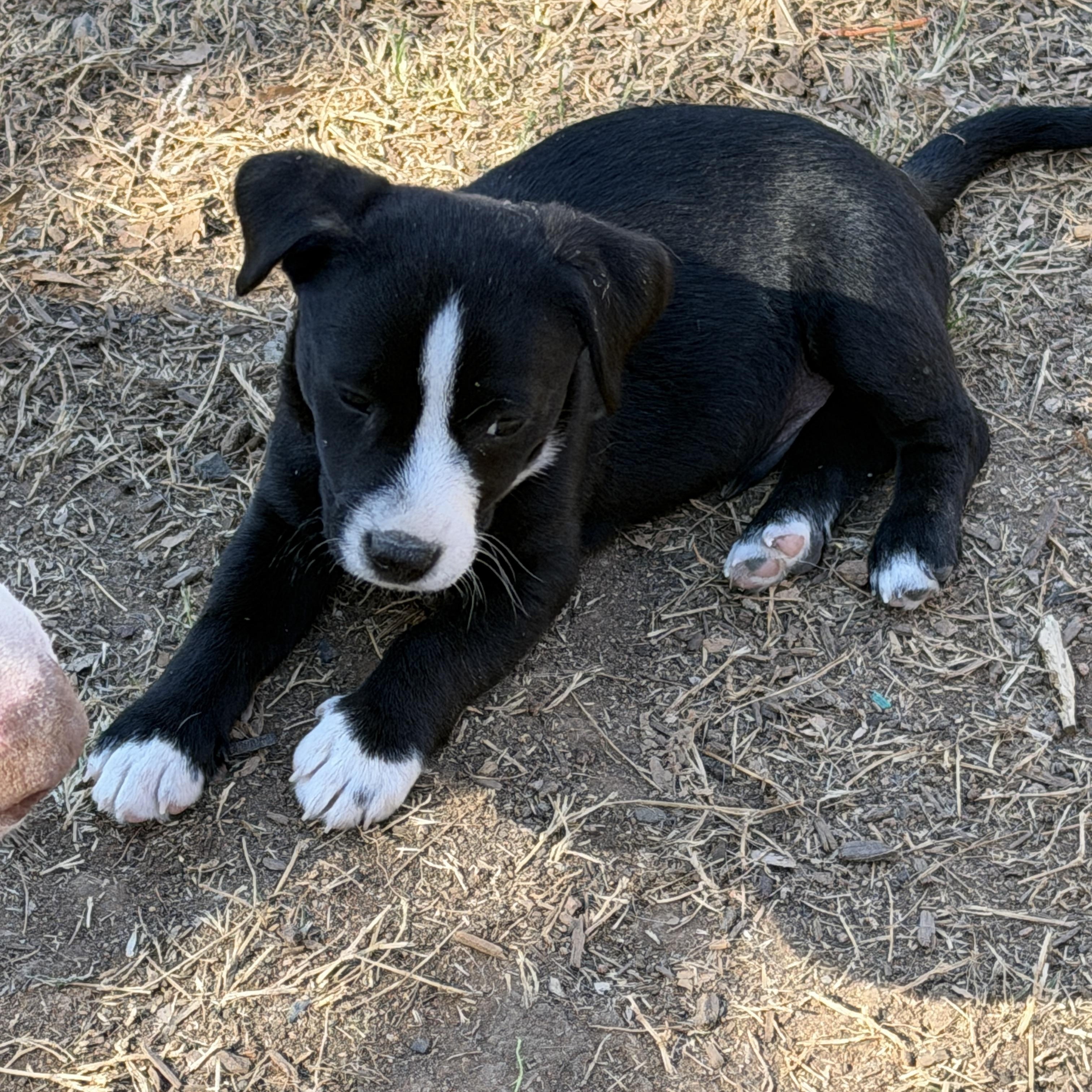 Enlarge Orion, an adopted mixed breed in Gilbert, AZ image 4/4