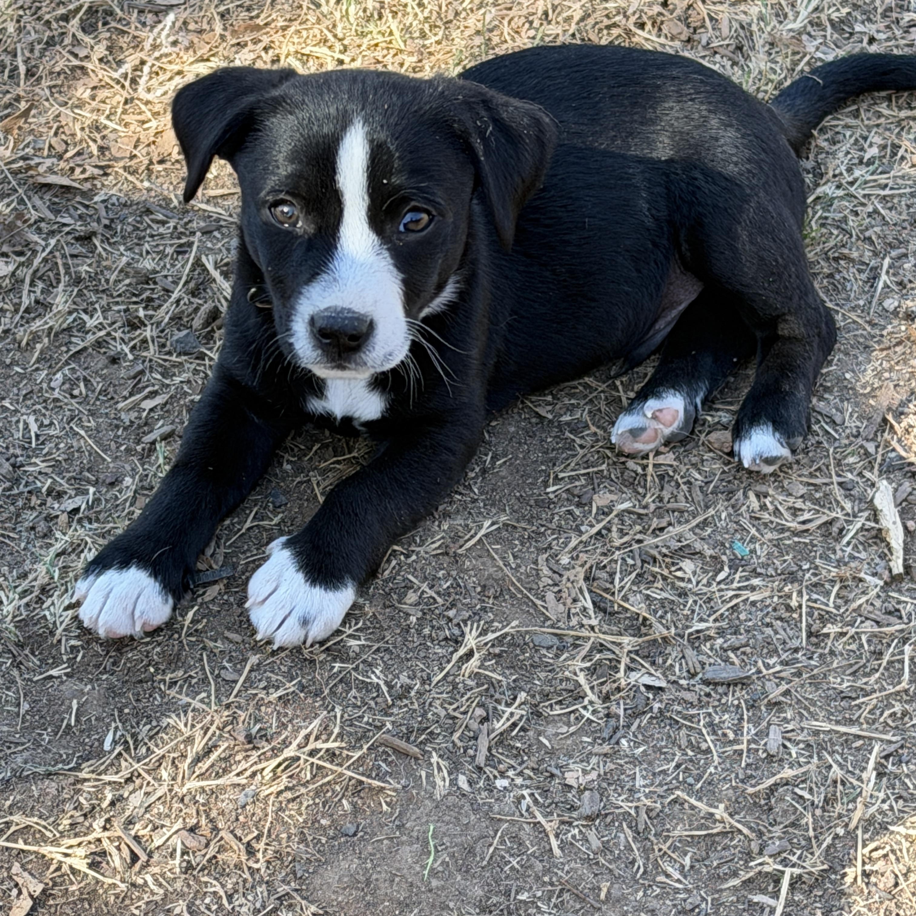 Enlarge Orion, an adopted mixed breed in Gilbert, AZ image 2/4