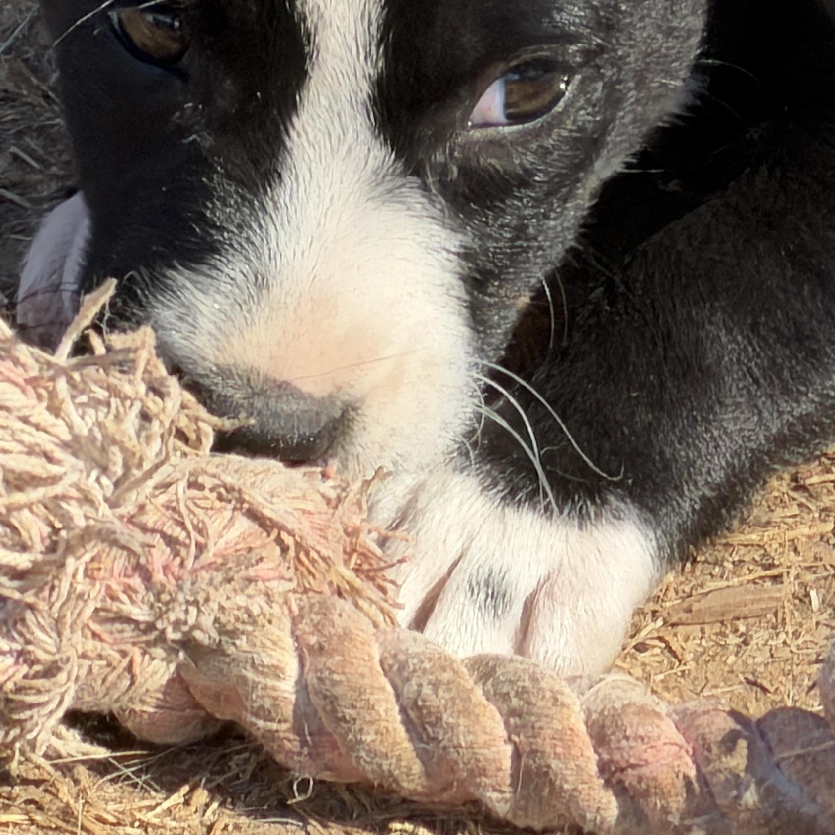 Enlarge Orion, an adopted mixed breed in Gilbert, AZ image 3/4