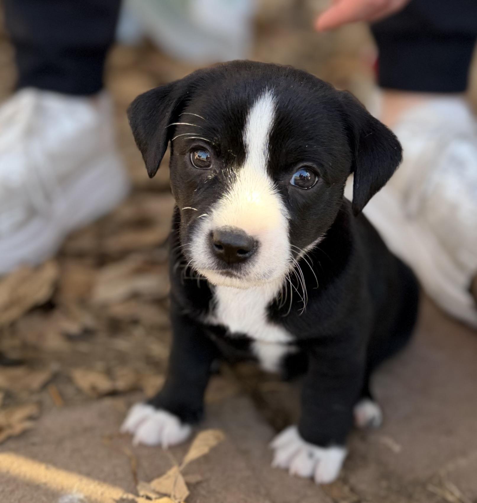 Orion, adopted, Puppy Male Corgi & Border Collie.
