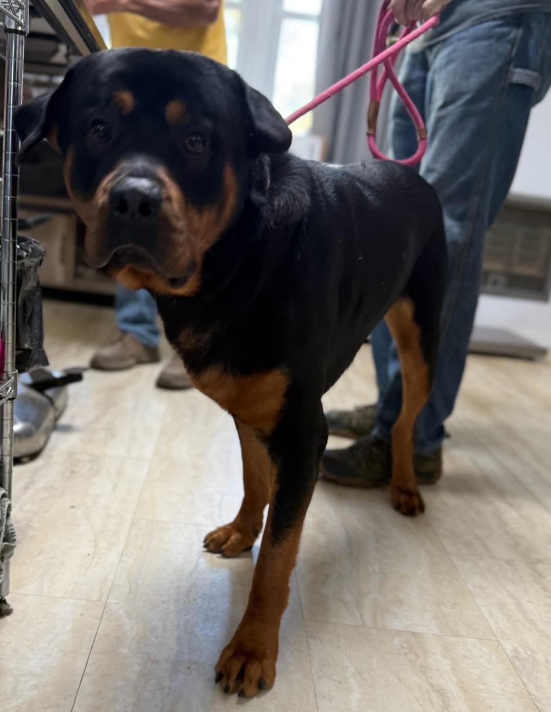 Enlarge SEDONA, a Adopted Rottweiler in Oswego, IL image 1/2