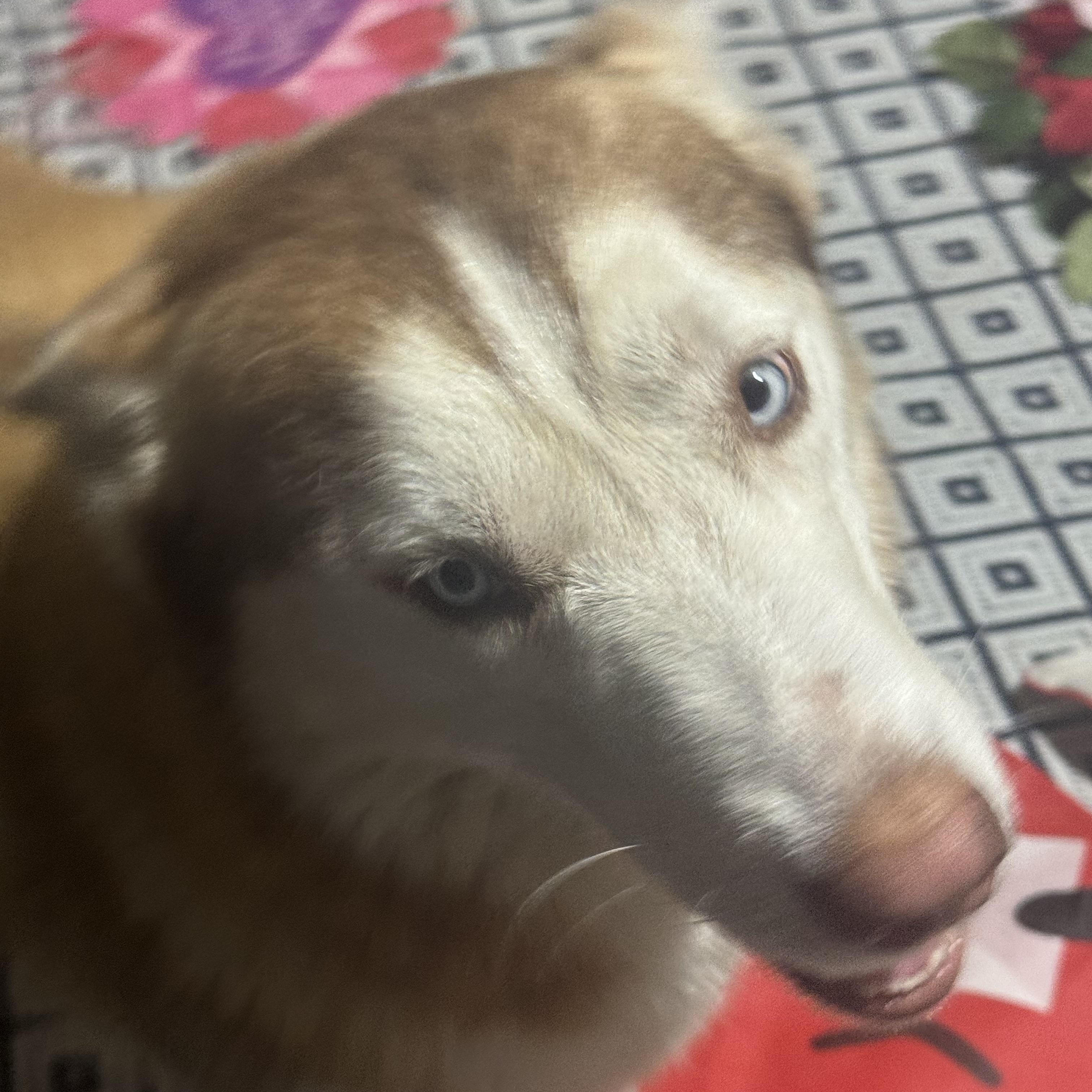 Enlarge Colby, a Adopted Husky in Alpharetta, GA image 5/6