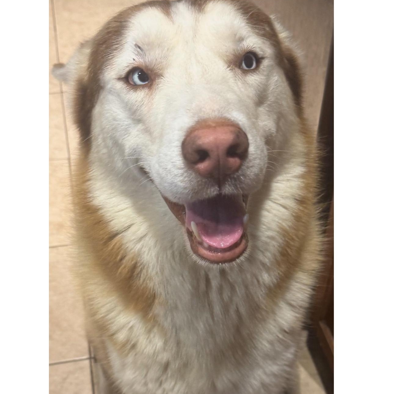 Colby, Adopted, Adult Male Husky.