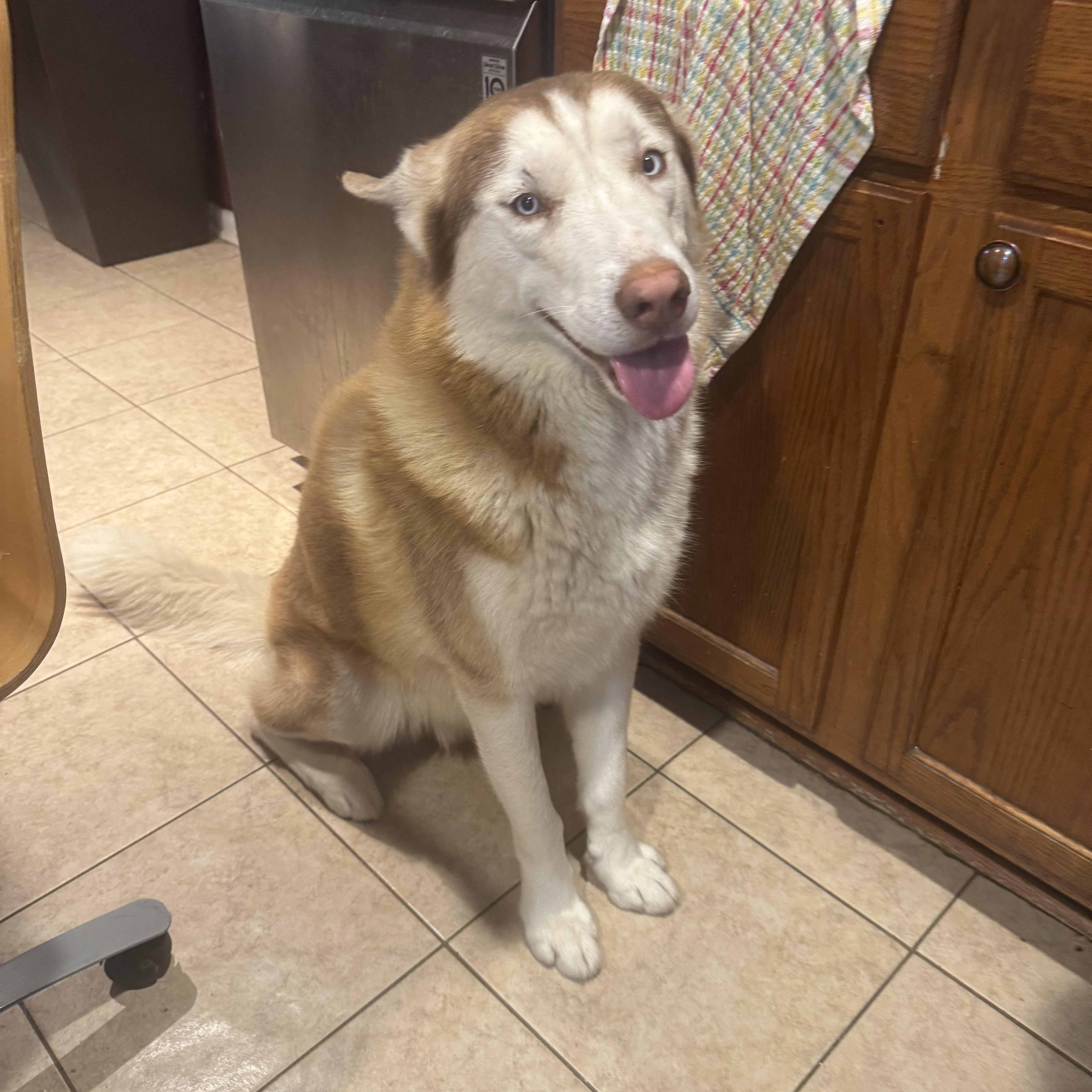 Enlarge Colby, a Adopted Husky in Alpharetta, GA image 2/6