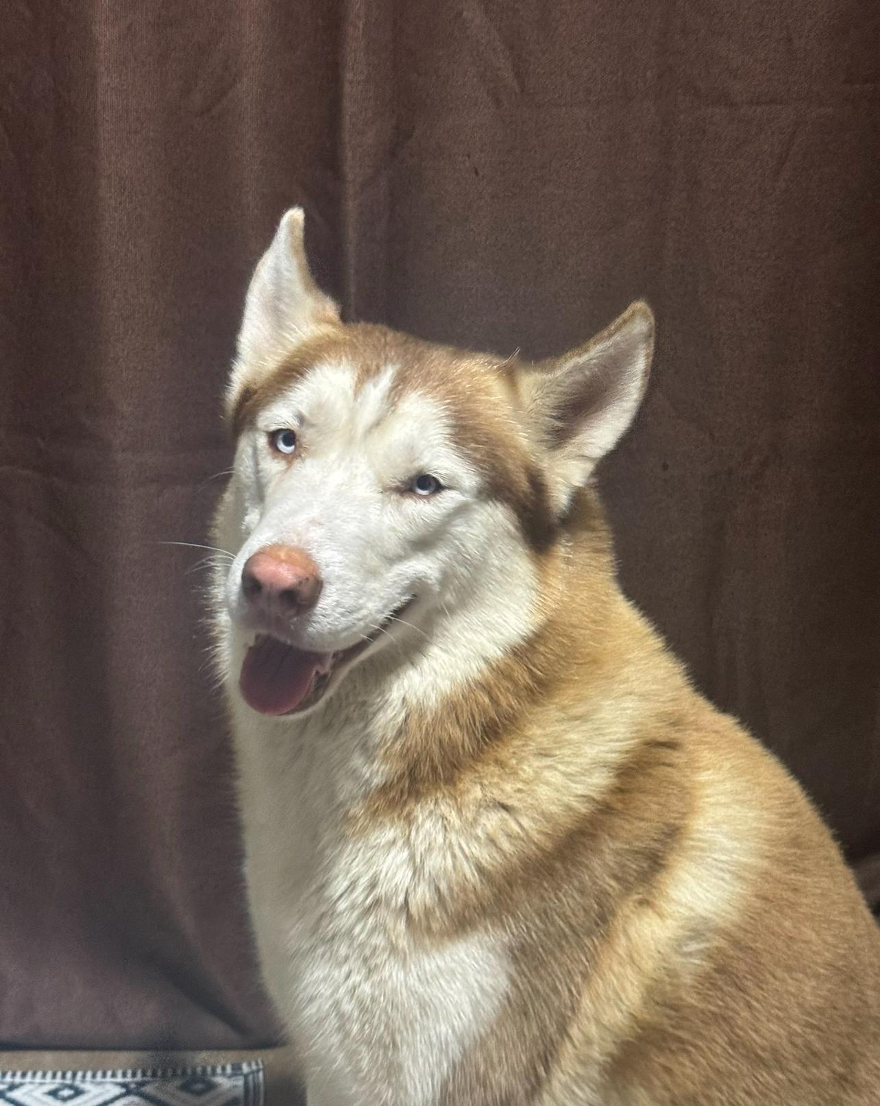 Enlarge Colby, a Adopted Husky in Alpharetta, GA image 3/6