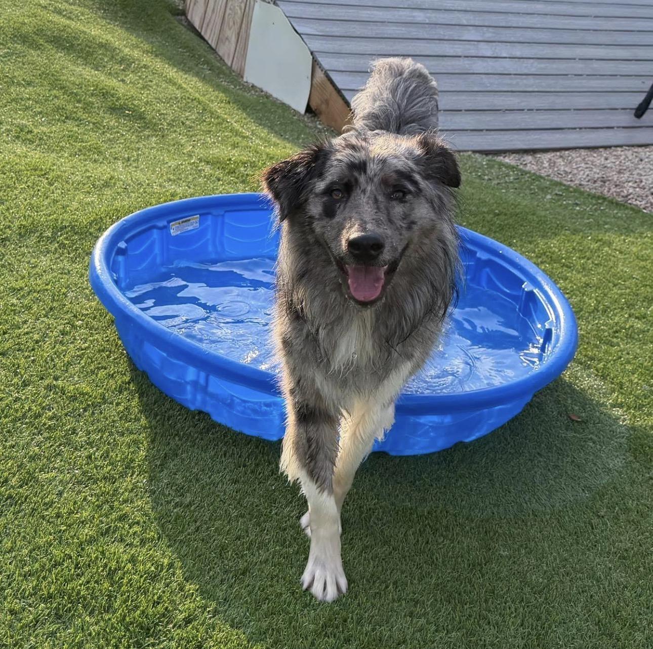 Enlarge Carl, a ADOPTABLE Australian Shepherd in Kutztown, PA image 3/3