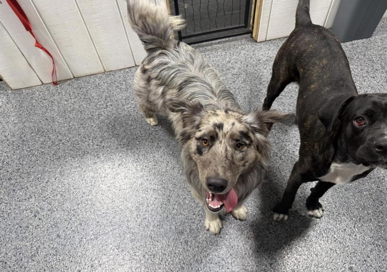 Carl, ADOPTABLE, Puppy Male Australian Shepherd.